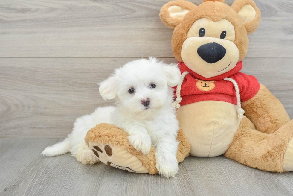 Sweet Maltese Purebred Puppy