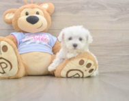7 week old Maltese Puppy For Sale - Pilesgrove Pups