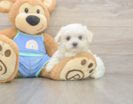 7 week old Maltese Puppy For Sale - Pilesgrove Pups