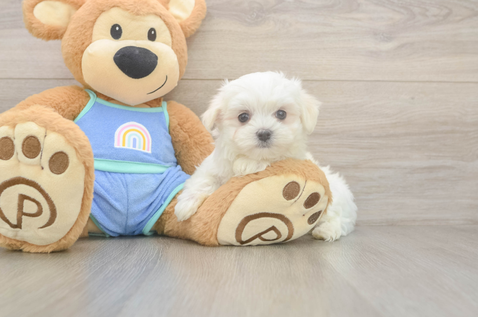 8 week old Maltese Puppy For Sale - Pilesgrove Pups