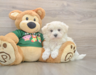 10 week old Maltese Puppy For Sale - Pilesgrove Pups