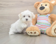 7 week old Maltese Puppy For Sale - Pilesgrove Pups