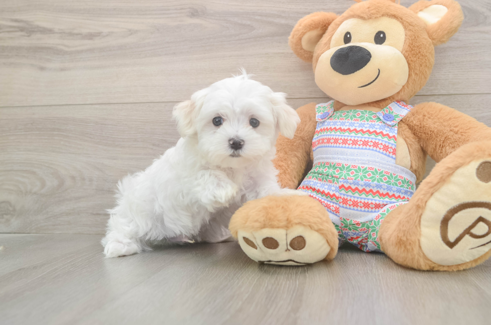 8 week old Maltese Puppy For Sale - Pilesgrove Pups