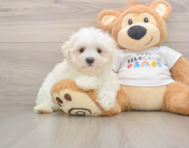 7 week old Maltese Puppy For Sale - Pilesgrove Pups