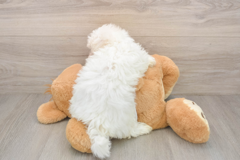 Maltese Pup Being Cute