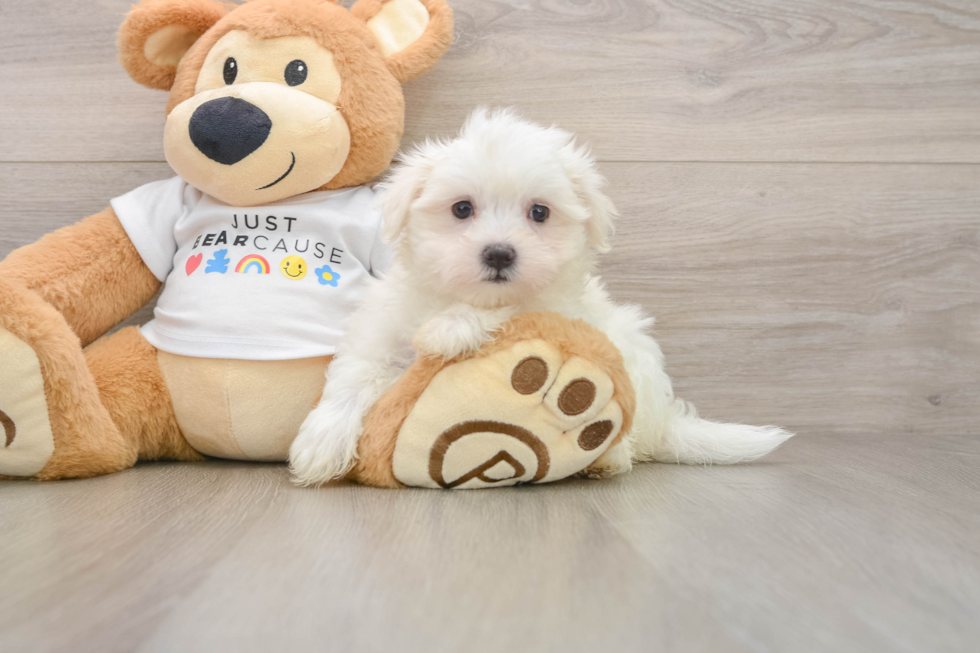 Small Maltese Baby