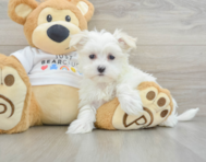 8 week old Maltese Puppy For Sale - Pilesgrove Pups