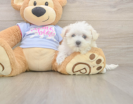 7 week old Maltese Puppy For Sale - Pilesgrove Pups