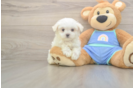 Maltese Pup Being Cute