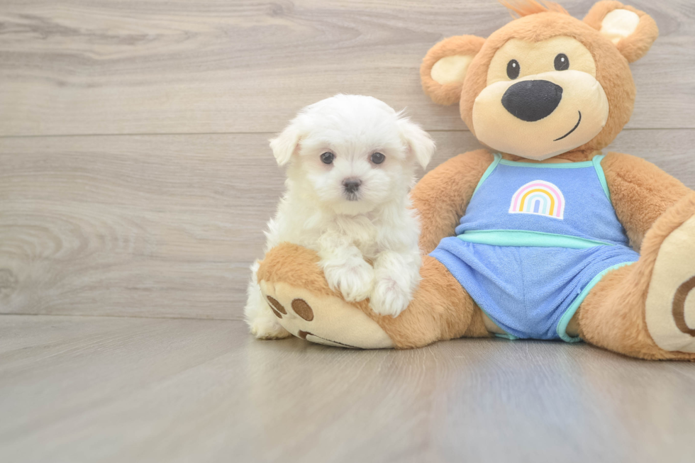 Maltese Pup Being Cute