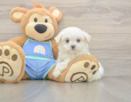7 week old Maltese Puppy For Sale - Pilesgrove Pups