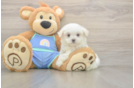 Energetic Maltese Purebred Puppy