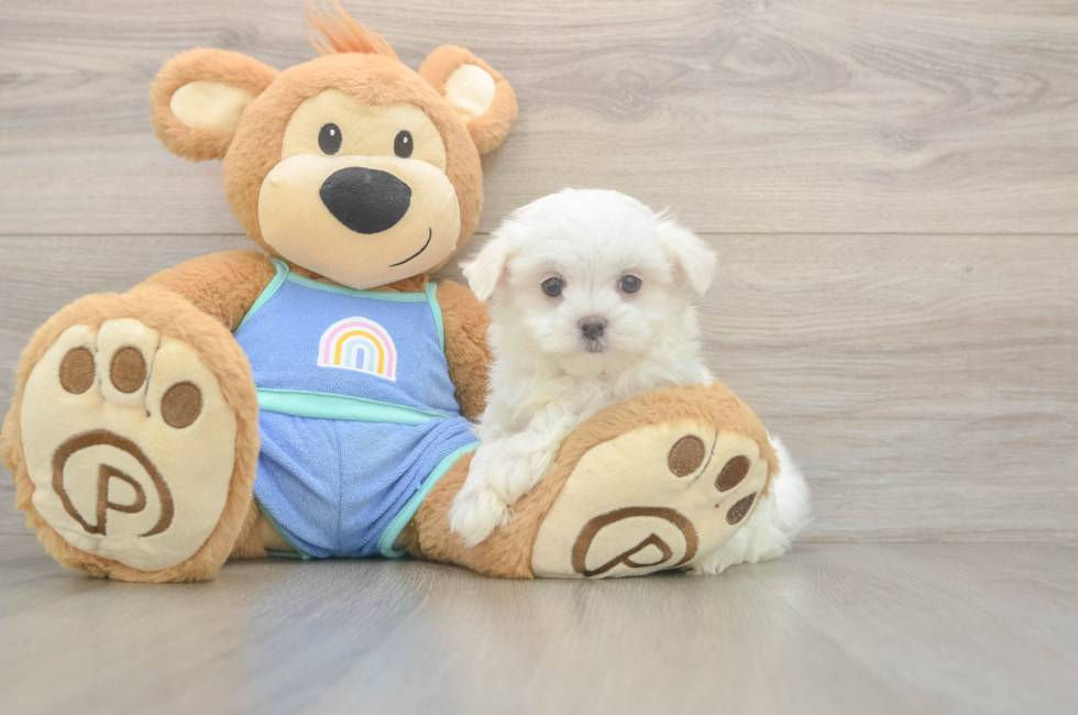 8 week old Maltese Puppy For Sale - Pilesgrove Pups