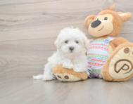 7 week old Maltese Puppy For Sale - Pilesgrove Pups