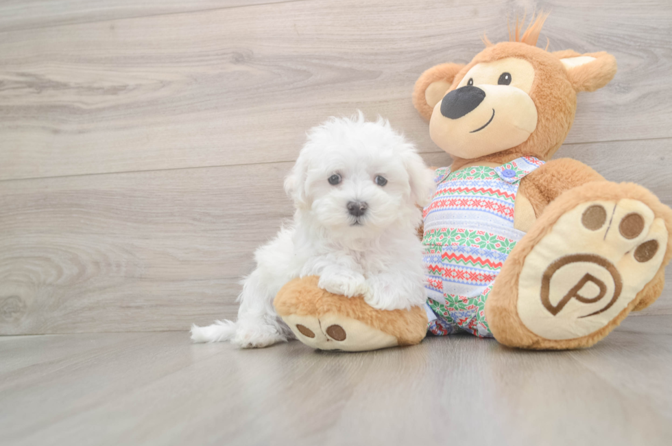 8 week old Maltese Puppy For Sale - Pilesgrove Pups