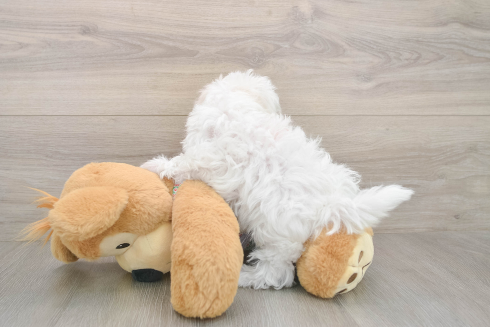 Maltese Puppy for Adoption