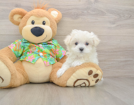 7 week old Maltese Puppy For Sale - Pilesgrove Pups