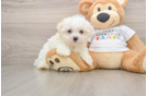 Maltese Puppy for Adoption