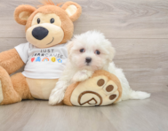 8 week old Maltese Puppy For Sale - Pilesgrove Pups