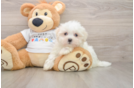 Maltese Puppy for Adoption