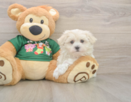 10 week old Maltese Puppy For Sale - Pilesgrove Pups