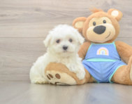7 week old Maltese Puppy For Sale - Pilesgrove Pups