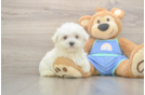 Funny Maltese Baby