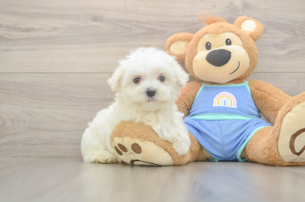 8 week old Maltese Puppy For Sale - Pilesgrove Pups