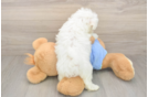 Best Maltese Baby