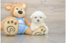 Cute Maltese Purebred Puppy