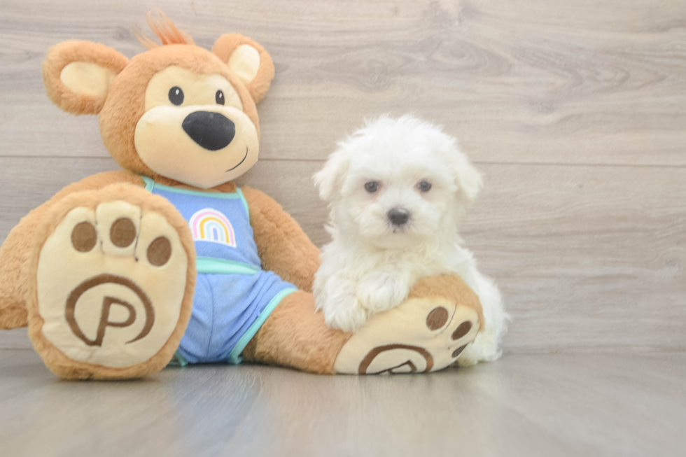 Cute Maltese Purebred Puppy