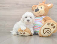 7 week old Maltese Puppy For Sale - Pilesgrove Pups