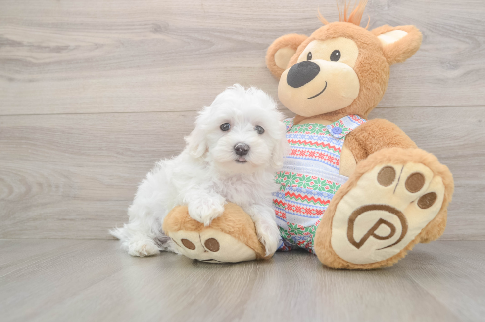 8 week old Maltese Puppy For Sale - Pilesgrove Pups