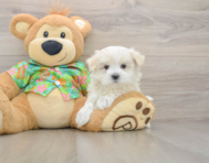 7 week old Maltese Puppy For Sale - Pilesgrove Pups