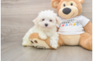 Best Maltese Baby