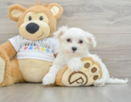 8 week old Maltese Puppy For Sale - Pilesgrove Pups