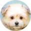 Maltipom Puppy For Sale - Pilesgrove Pups Maltipom Puppy For Sale - Pilesgrove Pups