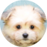 Maltipom Puppies For Sale - Pilesgrove Pups Maltipom Puppies For Sale - Pilesgrove Pups