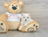 5 week old Maltipom Puppy For Sale - Pilesgrove Pups