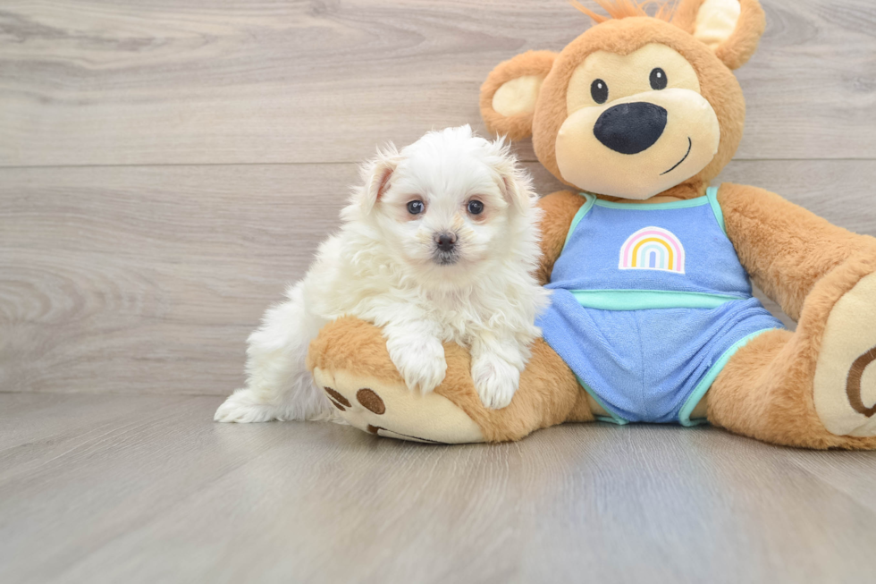 Playful Maltese Pom Designer Puppy