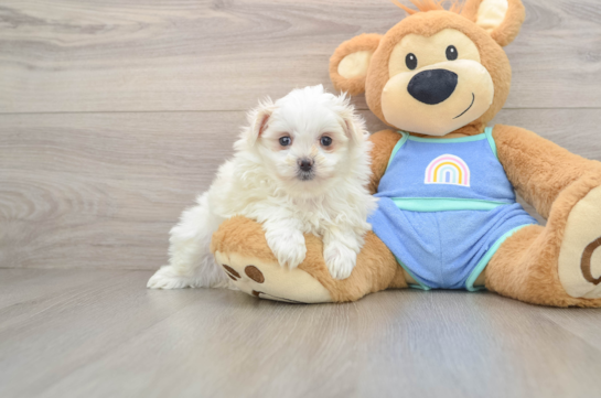 Playful Maltese Pom Designer Puppy