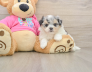5 week old Maltipom Puppy For Sale - Pilesgrove Pups