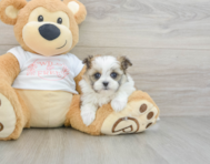 5 week old Maltipom Puppy For Sale - Pilesgrove Pups