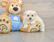 5 week old Maltipom Puppy For Sale - Pilesgrove Pups