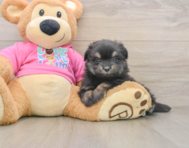 5 week old Maltipom Puppy For Sale - Pilesgrove Pups