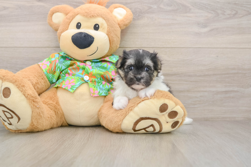 Little Maltese Pom Designer Puppy