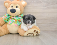 5 week old Maltipom Puppy For Sale - Pilesgrove Pups