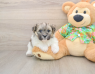 5 week old Maltipom Puppy For Sale - Pilesgrove Pups