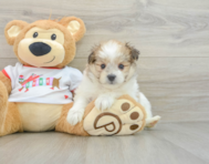 6 week old Maltipom Puppy For Sale - Pilesgrove Pups