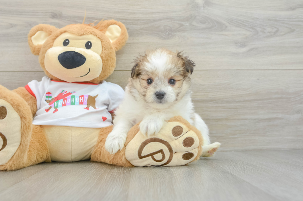 6 week old Maltipom Puppy For Sale - Pilesgrove Pups